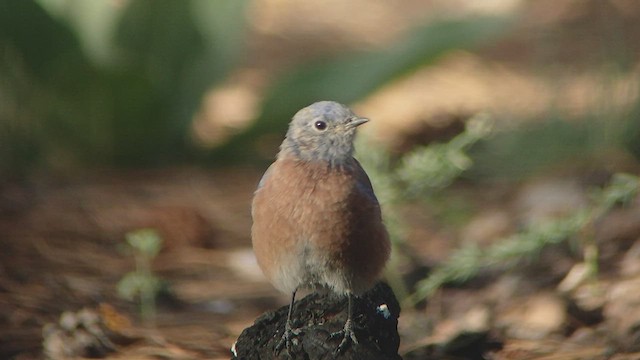 Western Bluebird - ML525767061