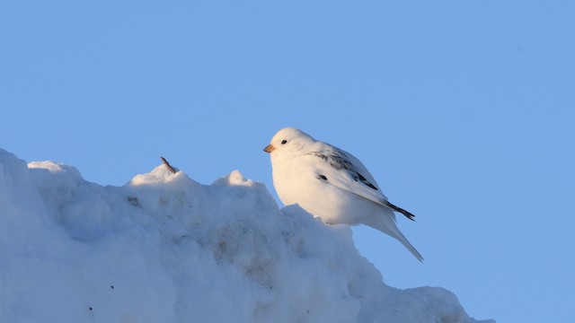 Beringschneeammer - ML525768