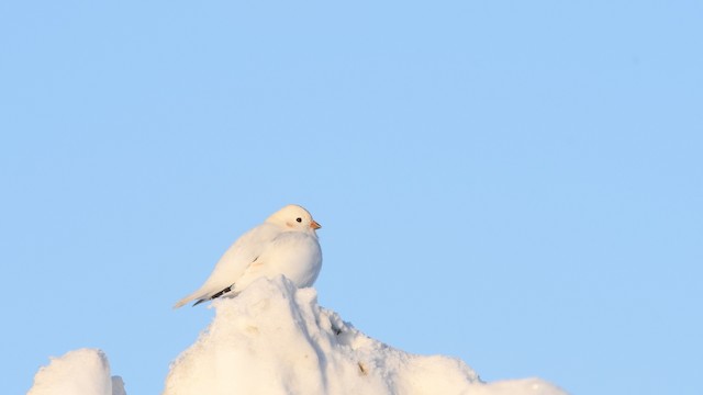 Beringschneeammer - ML525769