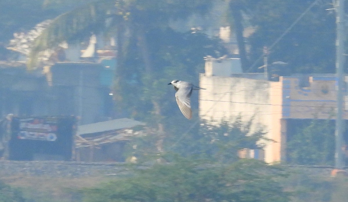 Whiskered Tern - ML525769161