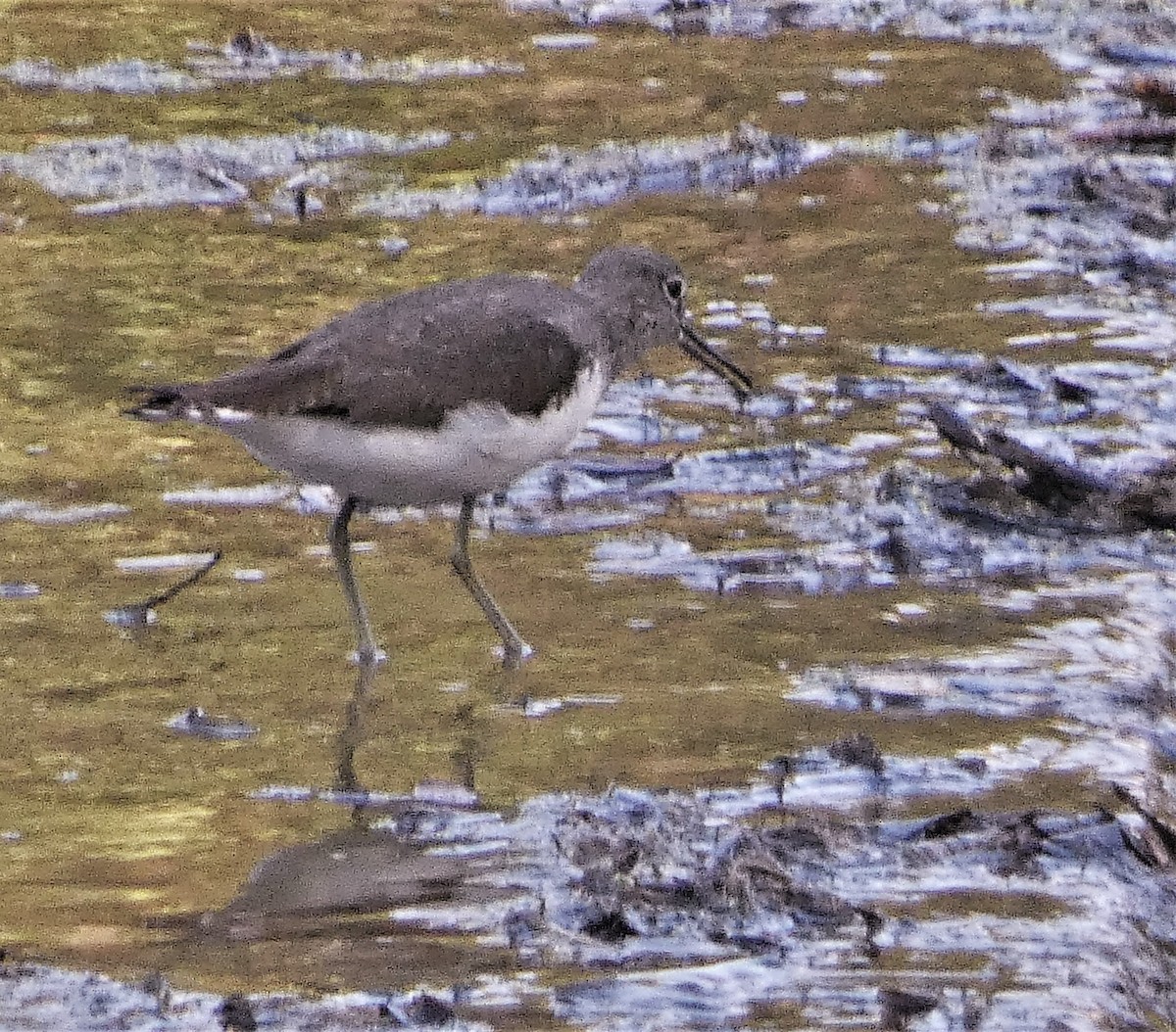 Green Sandpiper - ML525769281