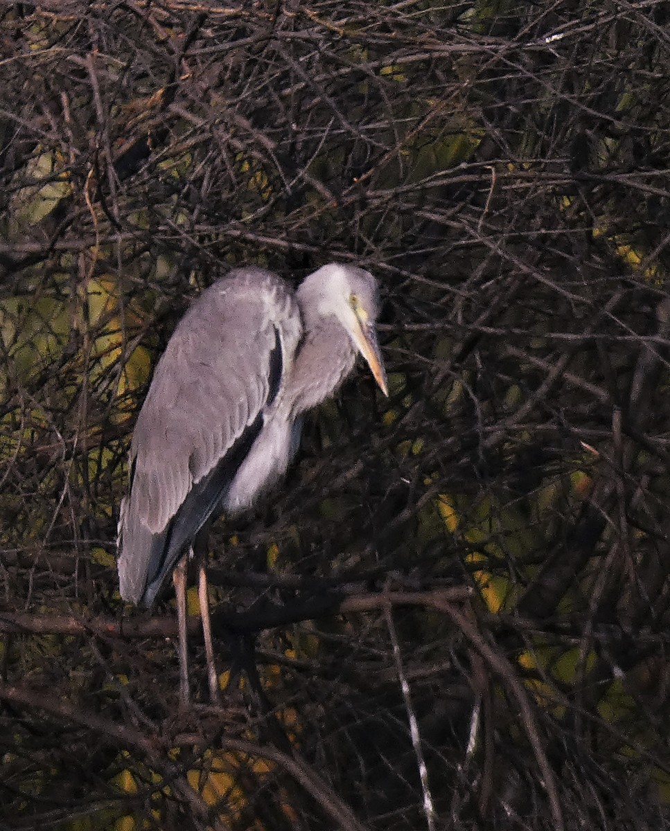 Gray Heron - Santharam V