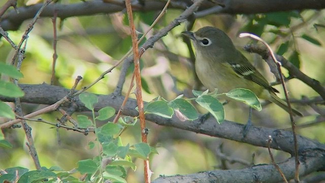 Vireo de Cassin - ML525769821