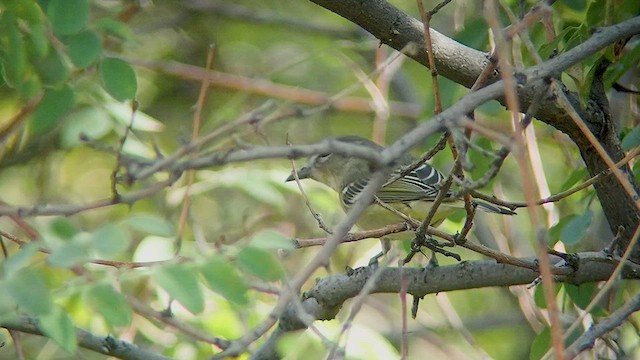 Vireo de Cassin - ML525769941