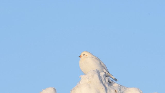 Beringschneeammer - ML525770