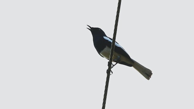 Oriental Magpie-Robin - ML525770331