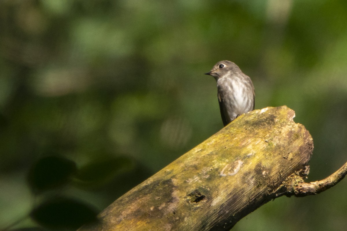 Dark-sided Flycatcher - ML525770571