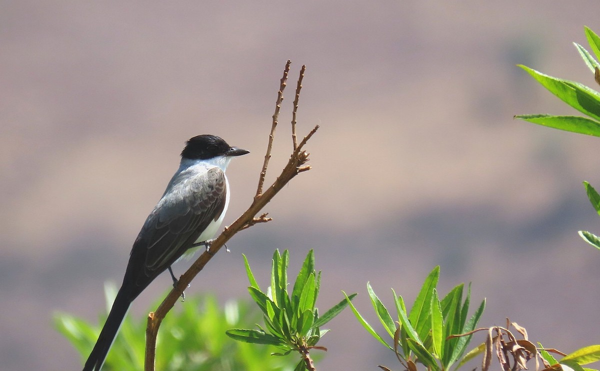 Fork-tailed Flycatcher - ML525772921