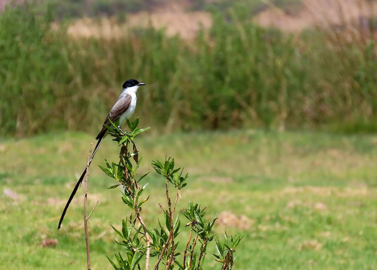 Fork-tailed Flycatcher - ML525772931