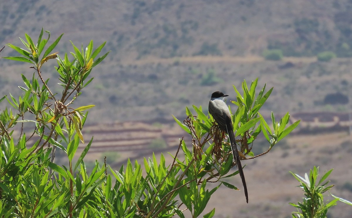 Fork-tailed Flycatcher - ML525772941