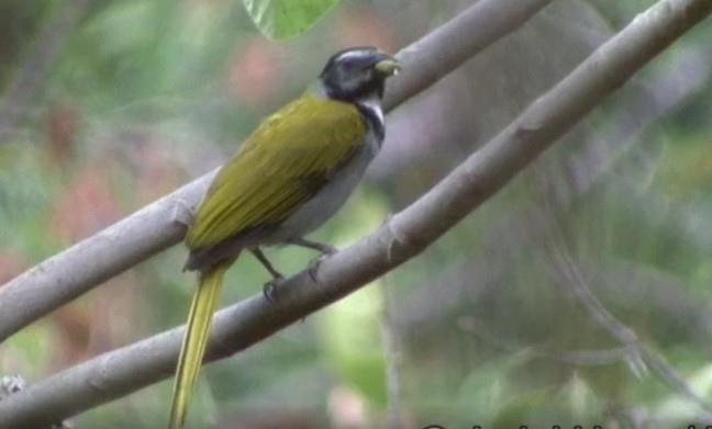 Black-headed Saltator - ML525772971