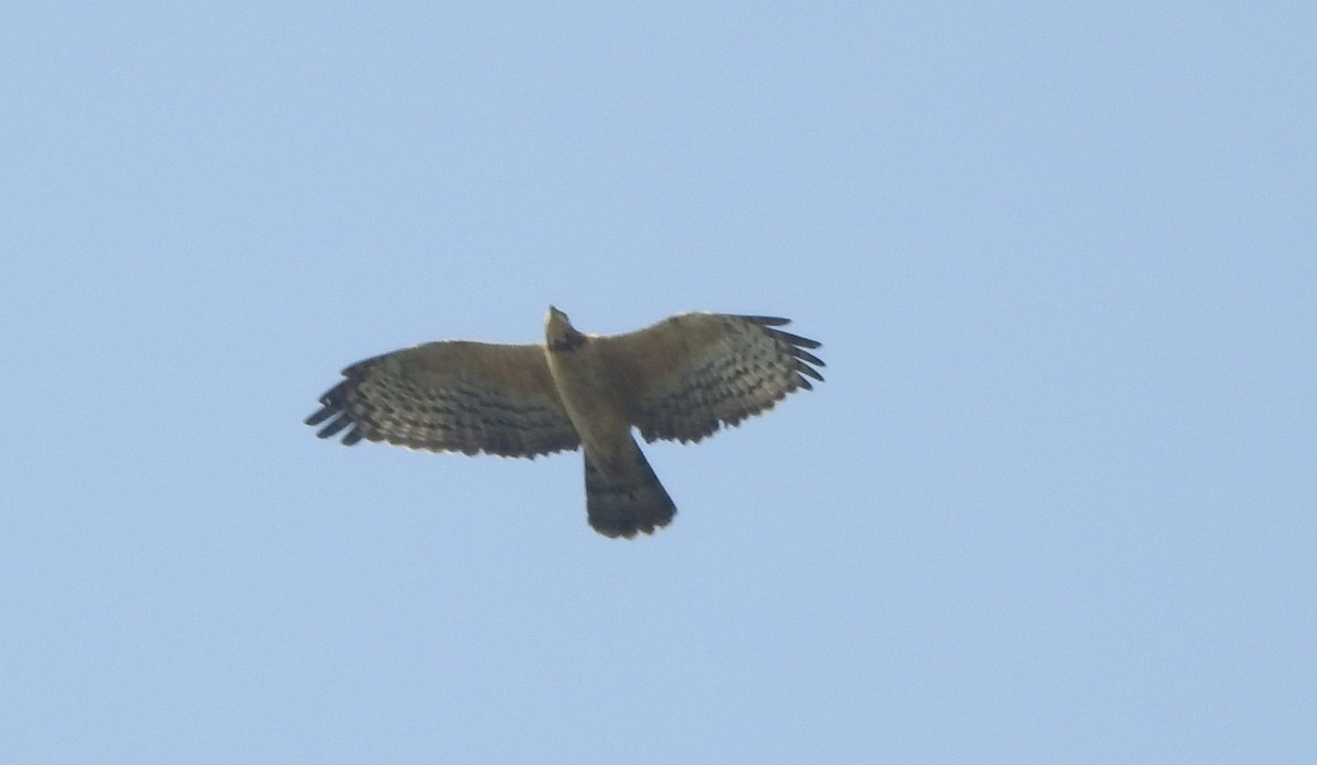 Oriental Honey-buzzard - ML525773361