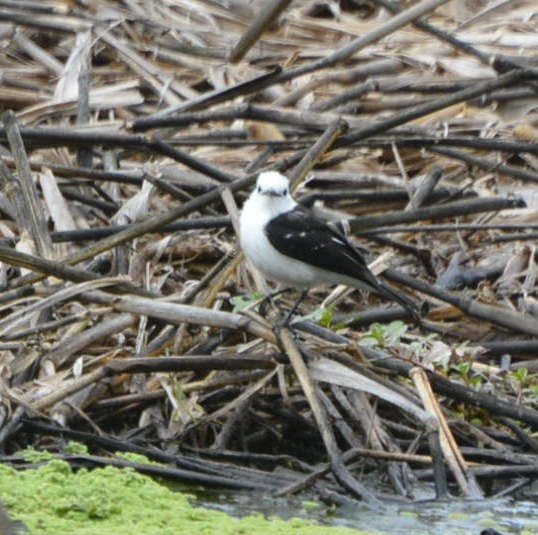 Black-backed Water-Tyrant - ML525774421