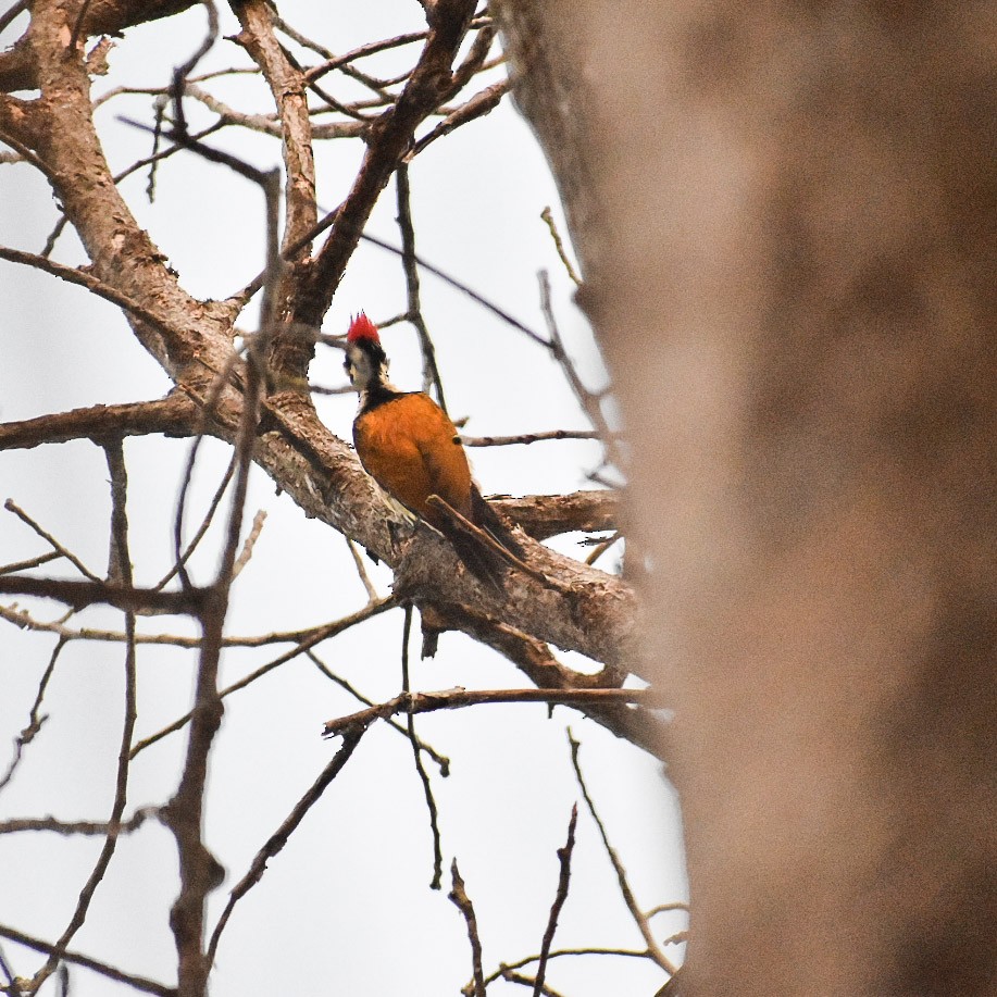 Black-rumped Flameback - Regin Ross