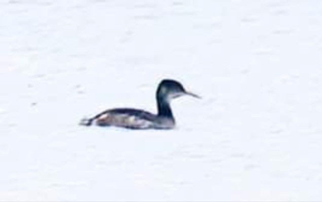 Red-necked Grebe - ML525775561