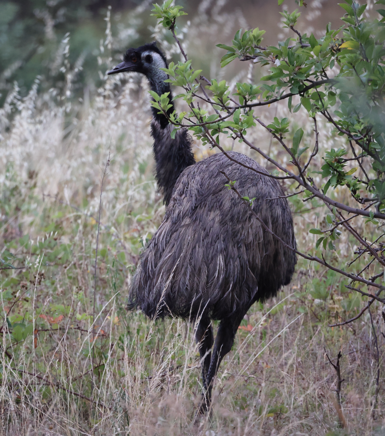 emu hnědý - ML525775621