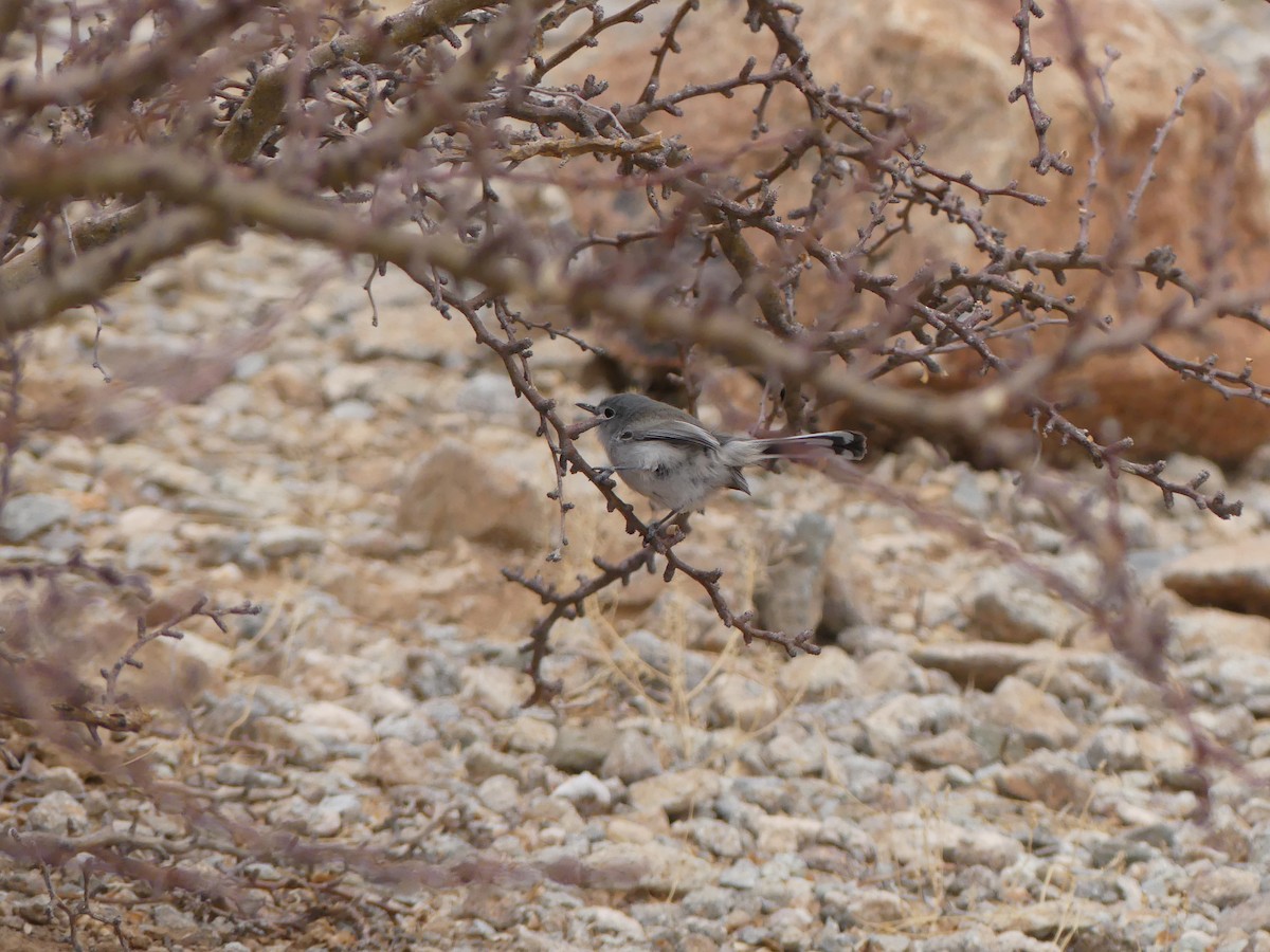 Black-tailed Gnatcatcher - ML525776531