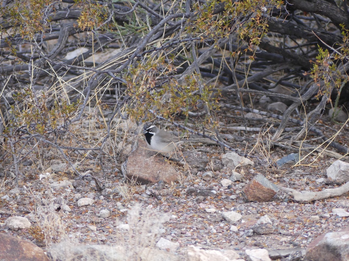 Black-throated Sparrow - ML525776851