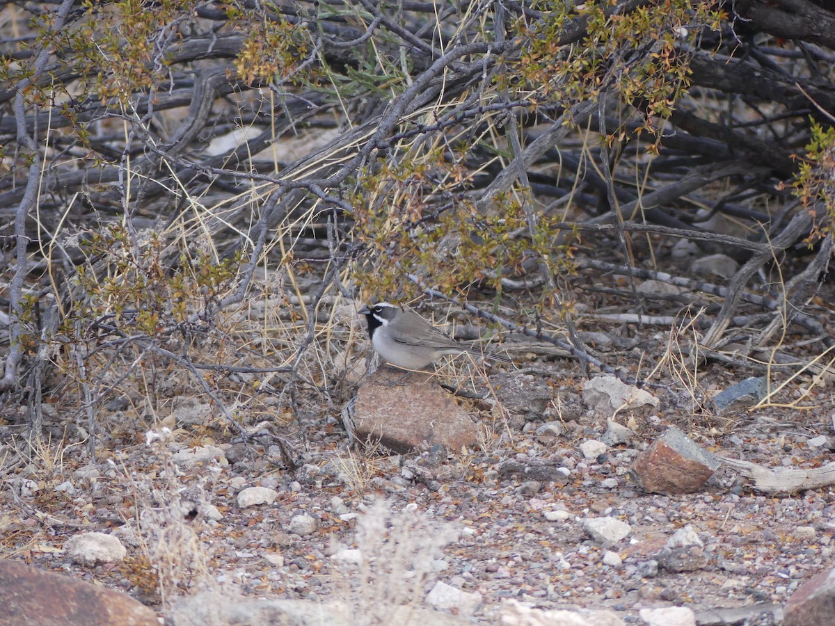 Black-throated Sparrow - ML525776861