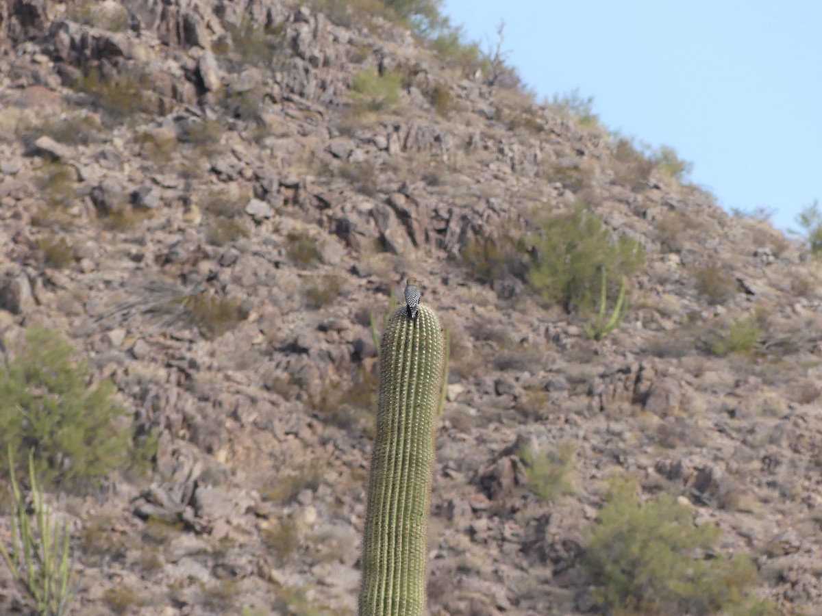 Pic des saguaros - ML525777641