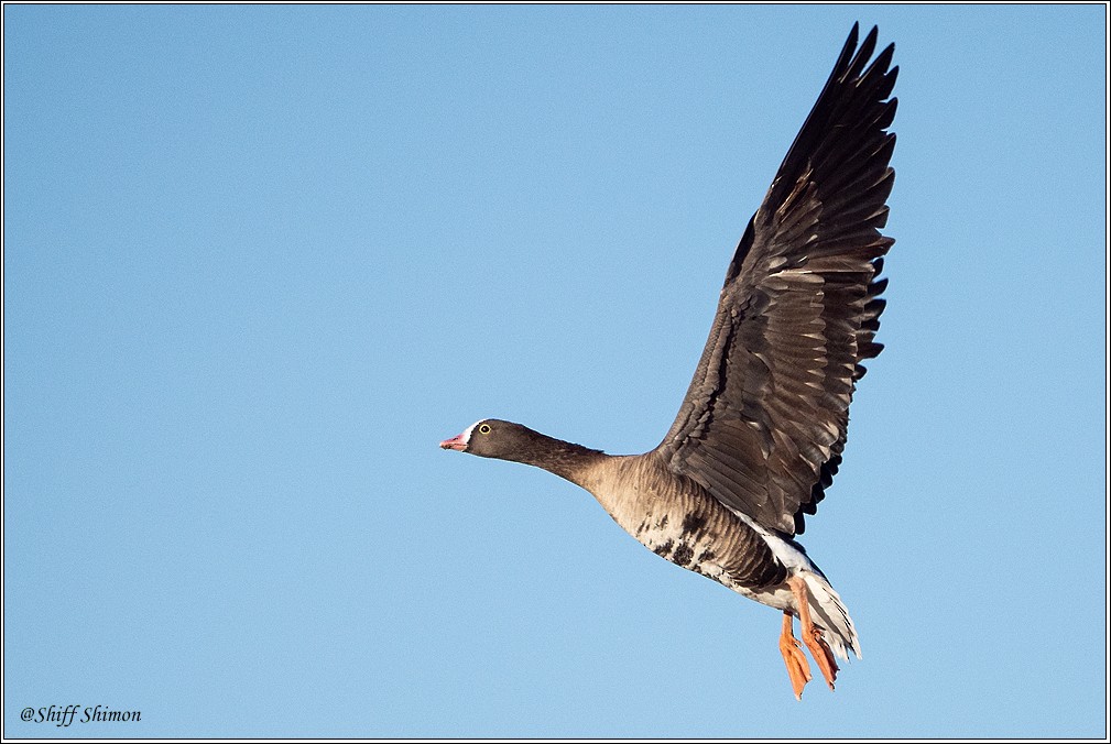 Lesser White-fronted Goose - ML525778931