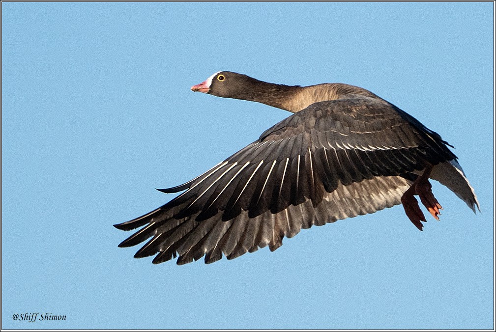 Lesser White-fronted Goose - ‪shimon shiff‬‏