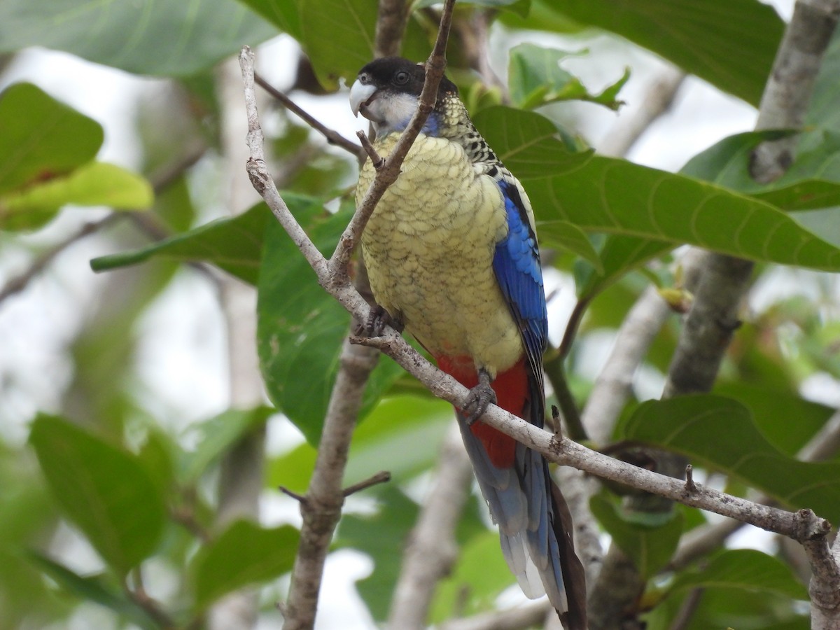 Northern Rosella - ML525780471