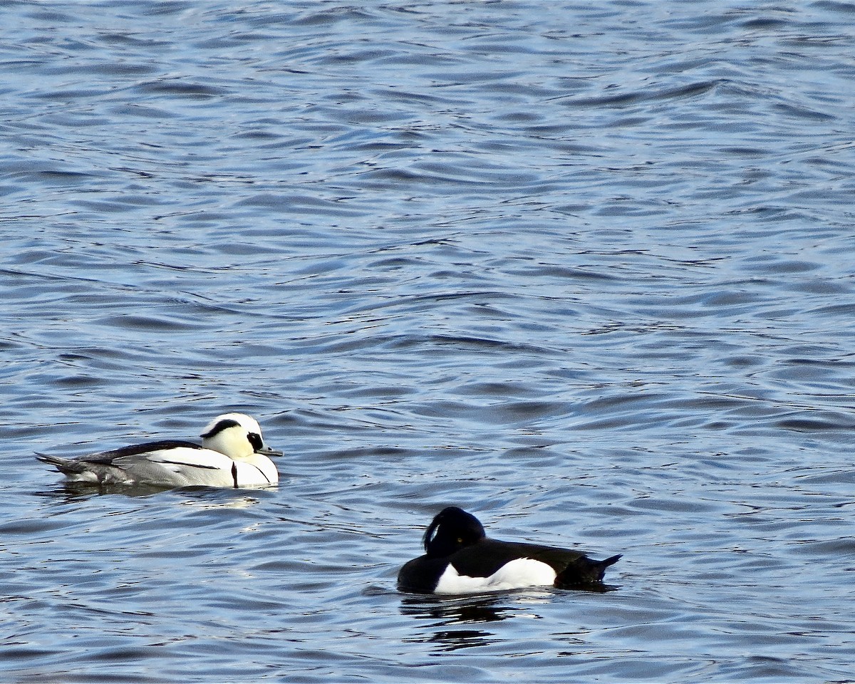 Serreta Chica - ML525782371
