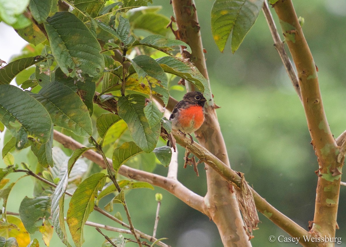 Pacific Robin - ML52578301