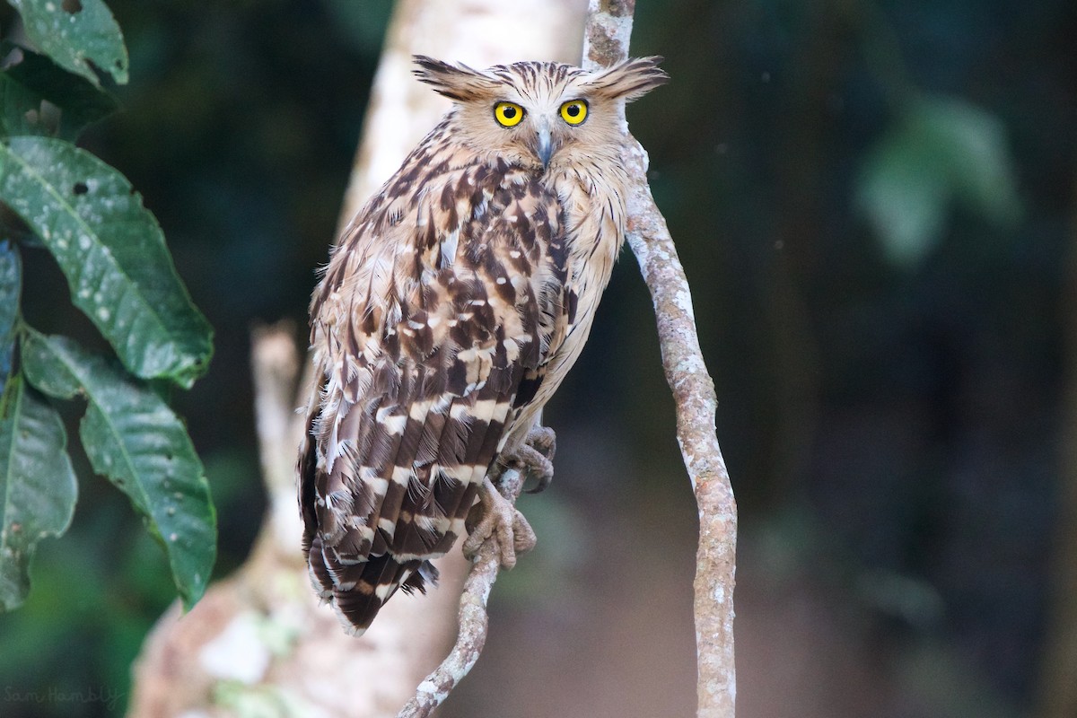 Buffy Fish-Owl - Sam Hambly