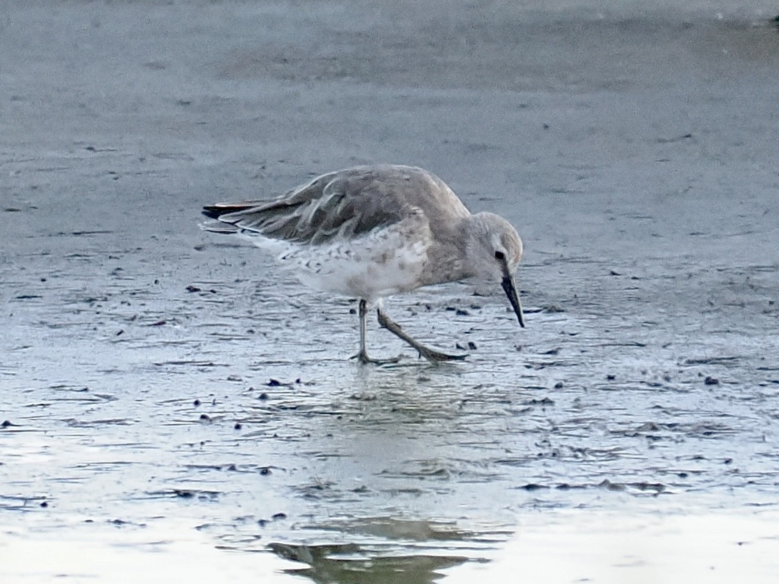 Red Knot - Peder Svingen