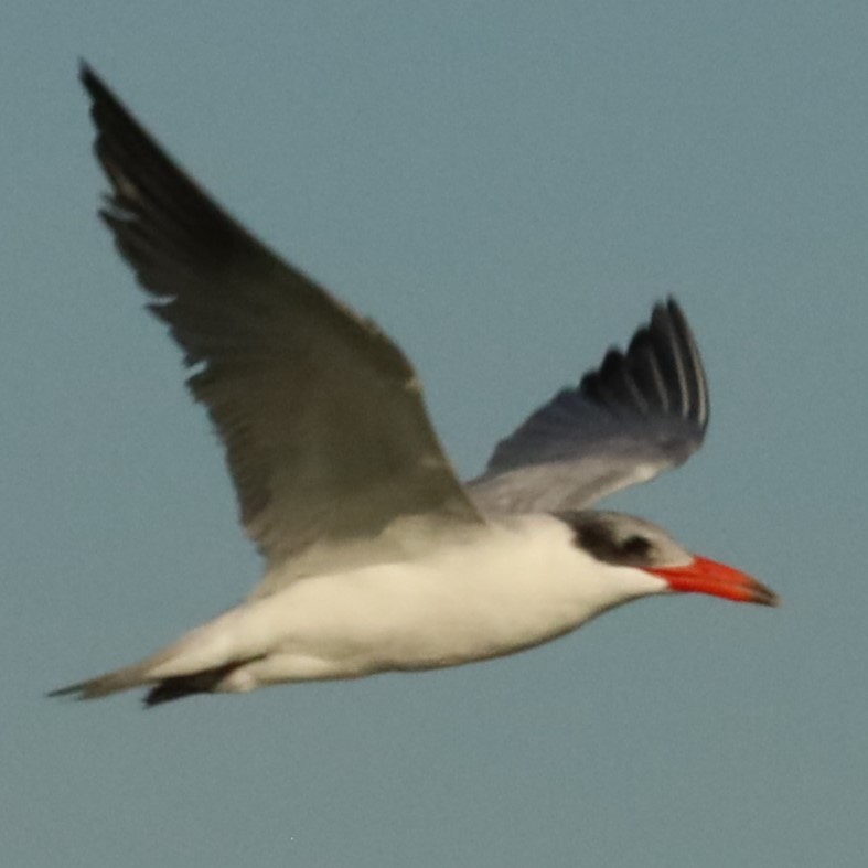 Caspian Tern - Charles (PAT) Dollard