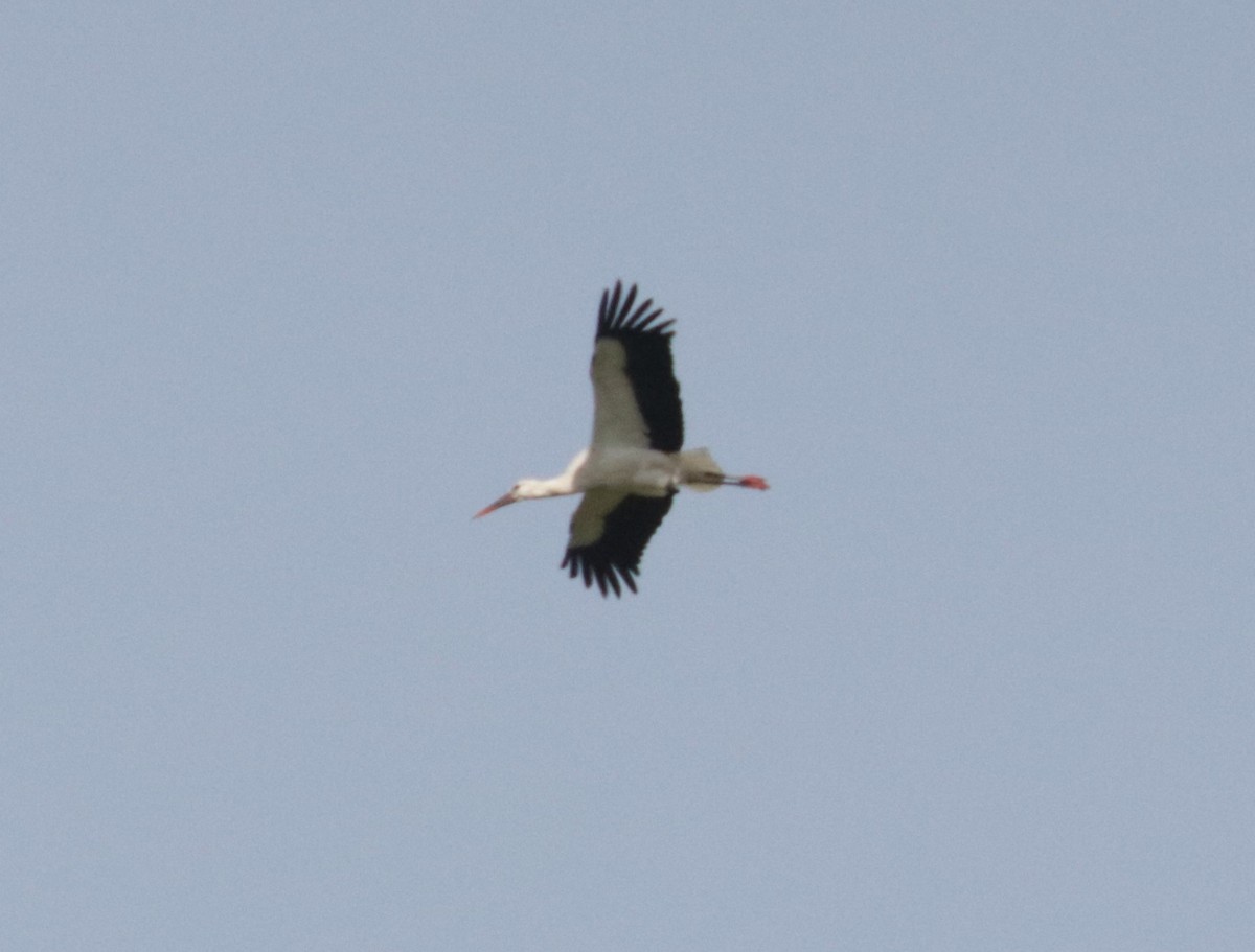 White Stork - ML525787871