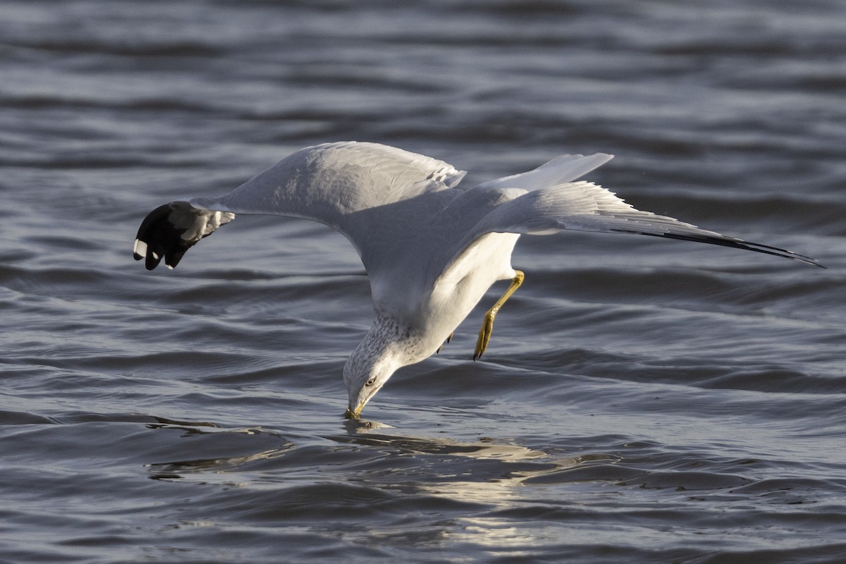 Ring-billed Gull - ML525789971