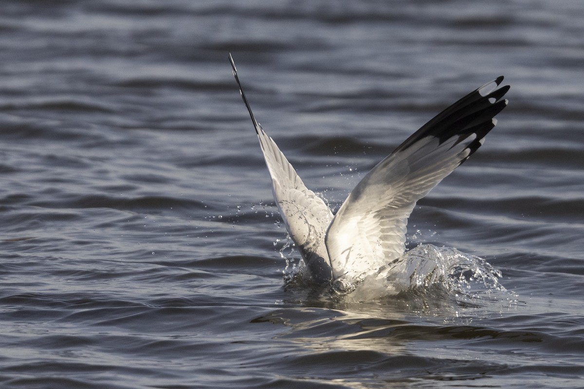 Ring-billed Gull - ML525789981