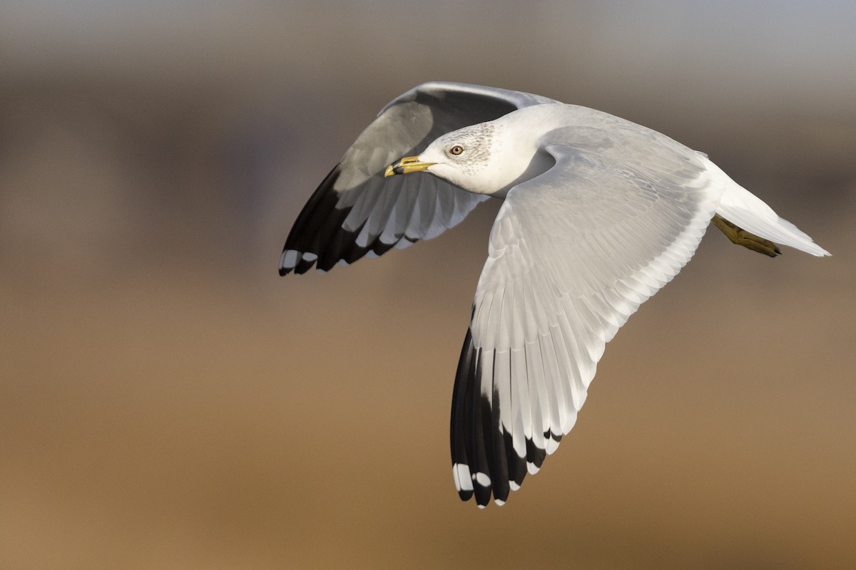 Ring-billed Gull - ML525789991