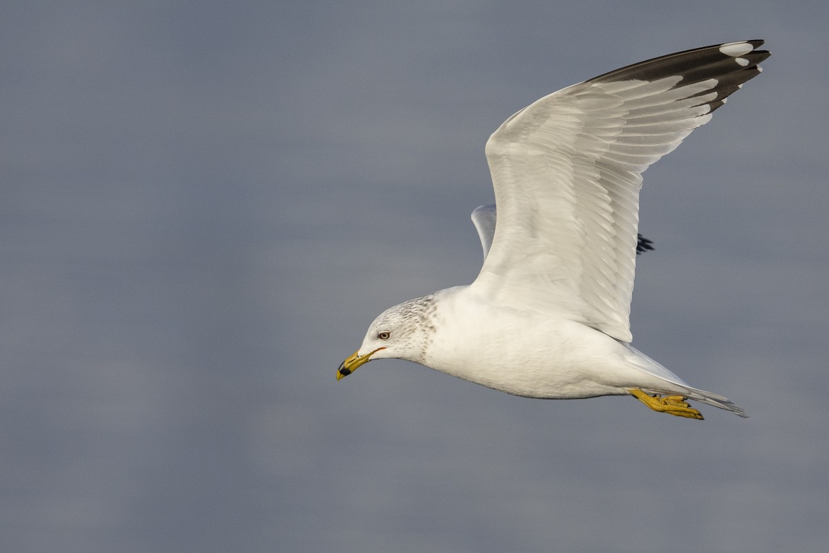 Ring-billed Gull - ML525790001
