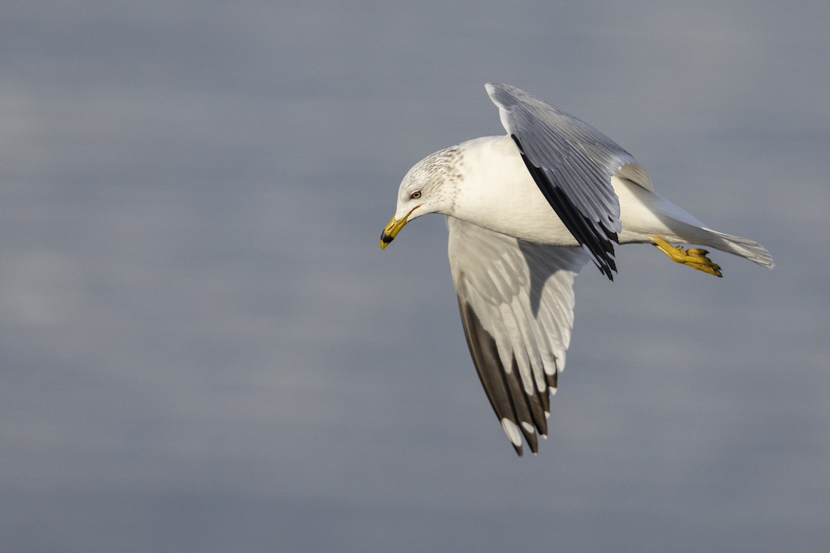 Ring-billed Gull - ML525790011