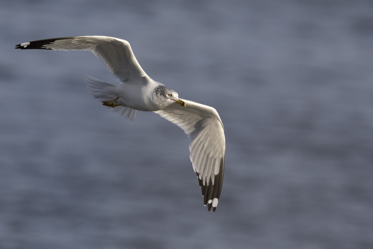 Ring-billed Gull - ML525790021