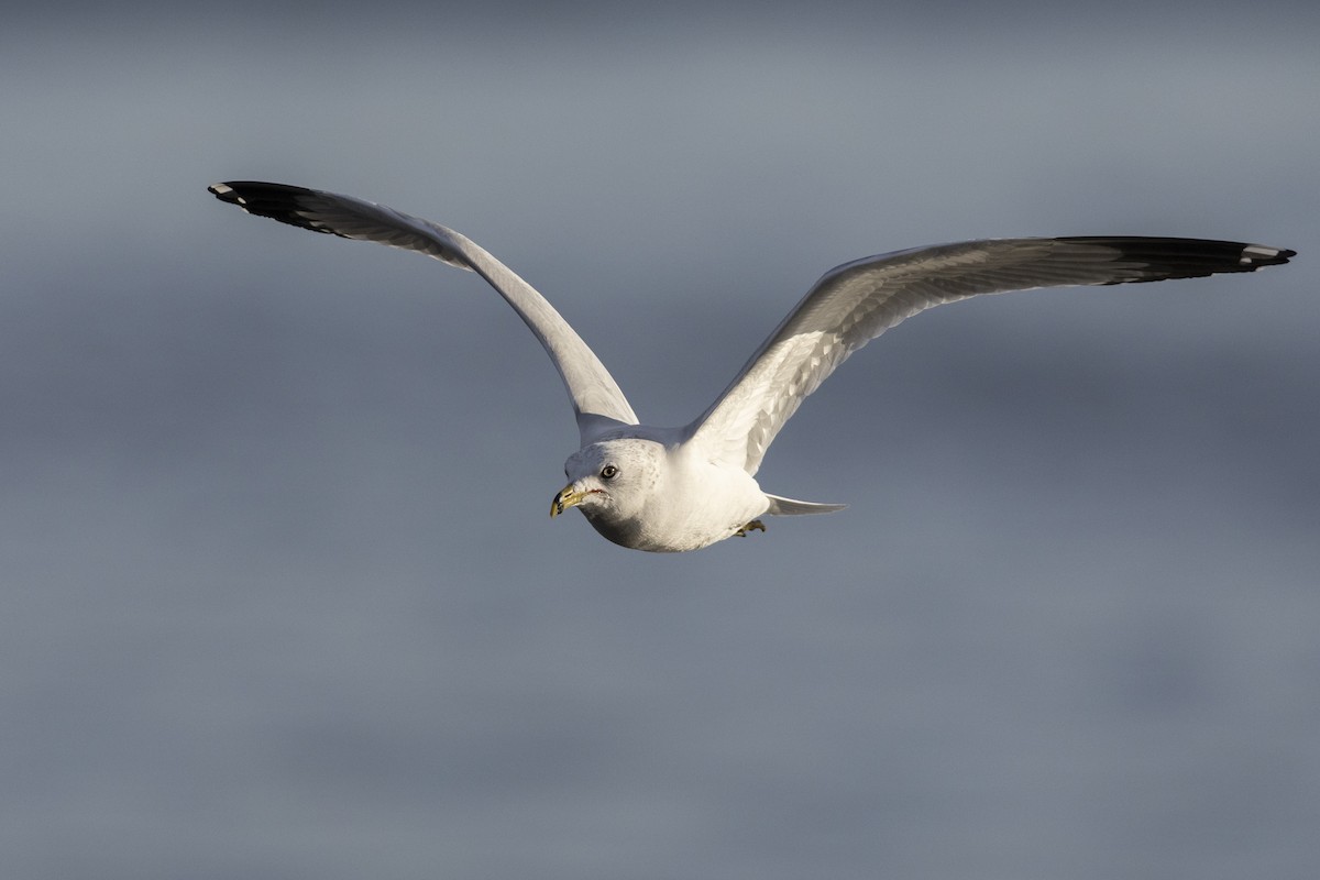 Ring-billed Gull - ML525790031