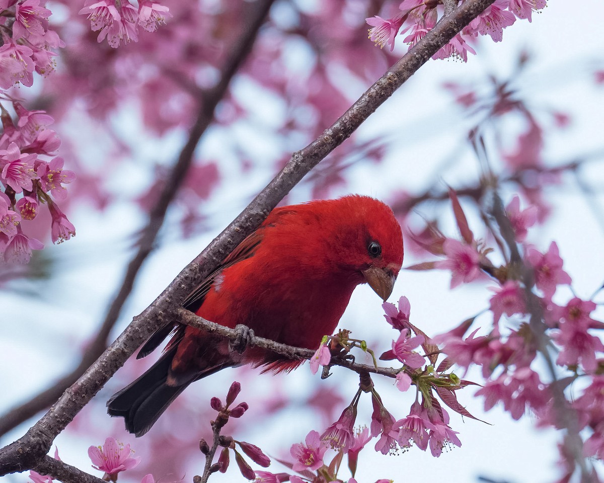 Scarlet Finch - ML525790041