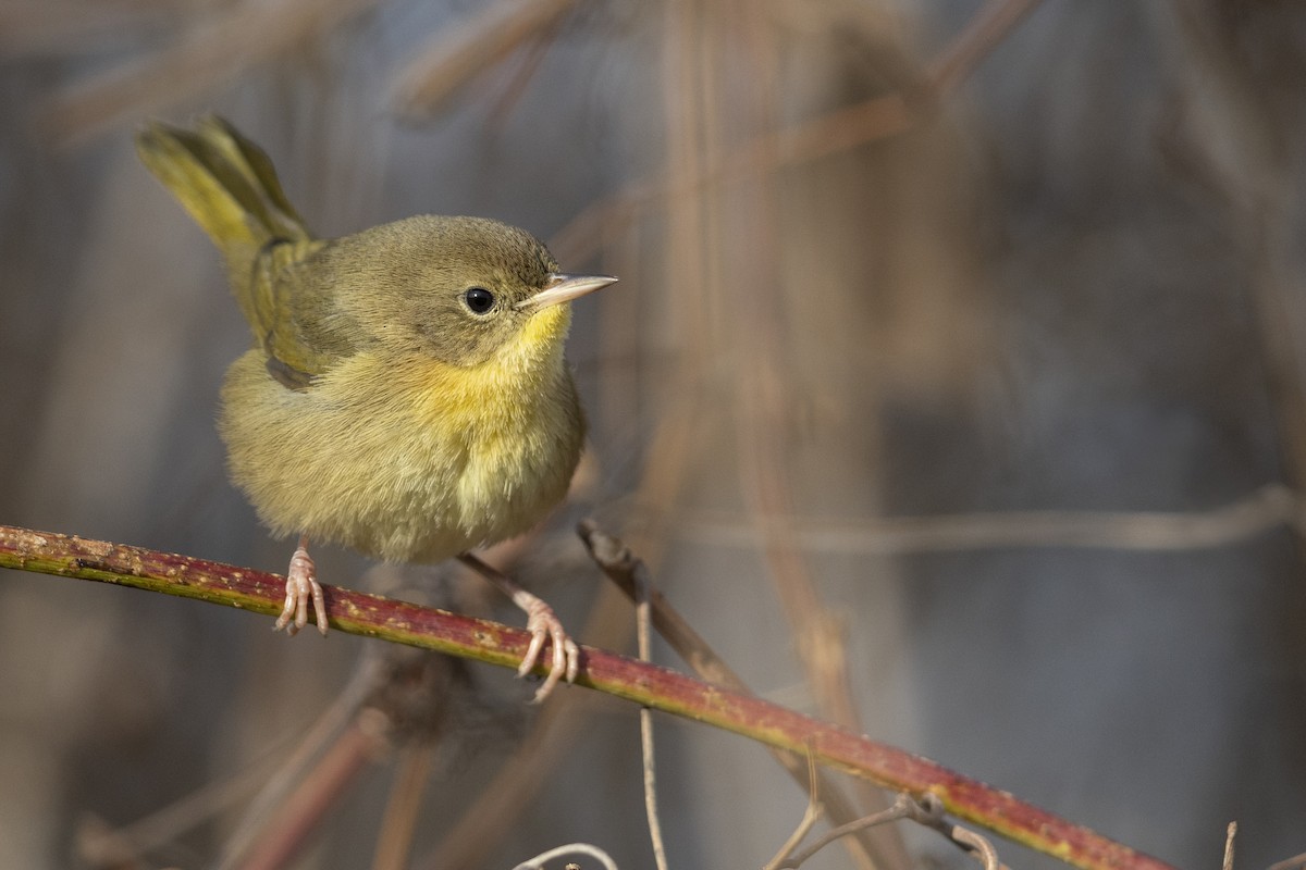 Common Yellowthroat - Michael Stubblefield