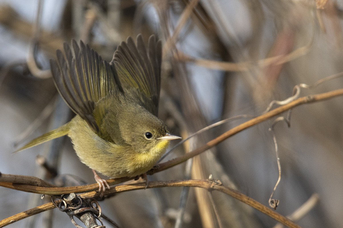 Common Yellowthroat - Michael Stubblefield