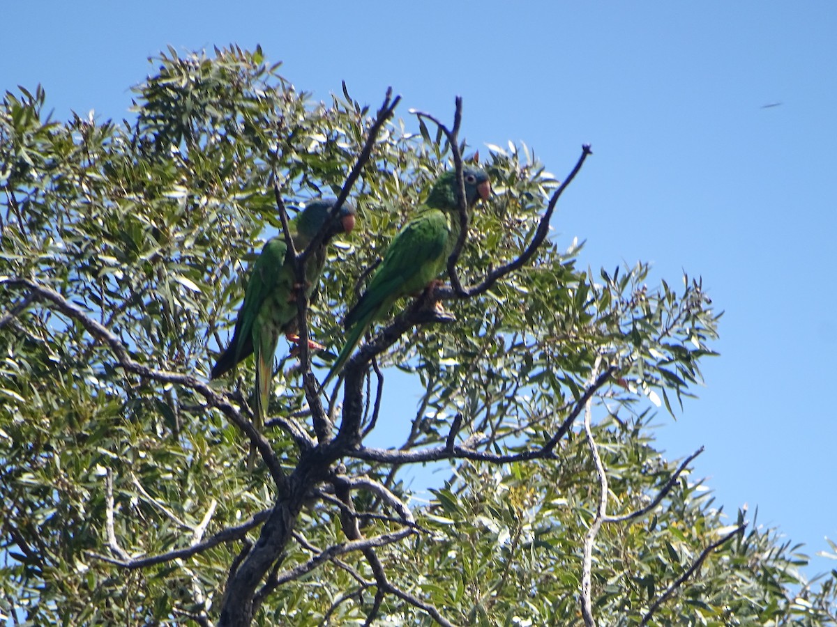 Blue-crowned Parakeet - ML525790801