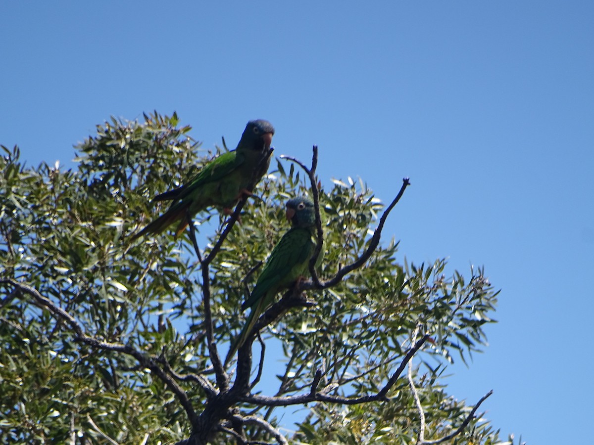 Blue-crowned Parakeet - ML525790811