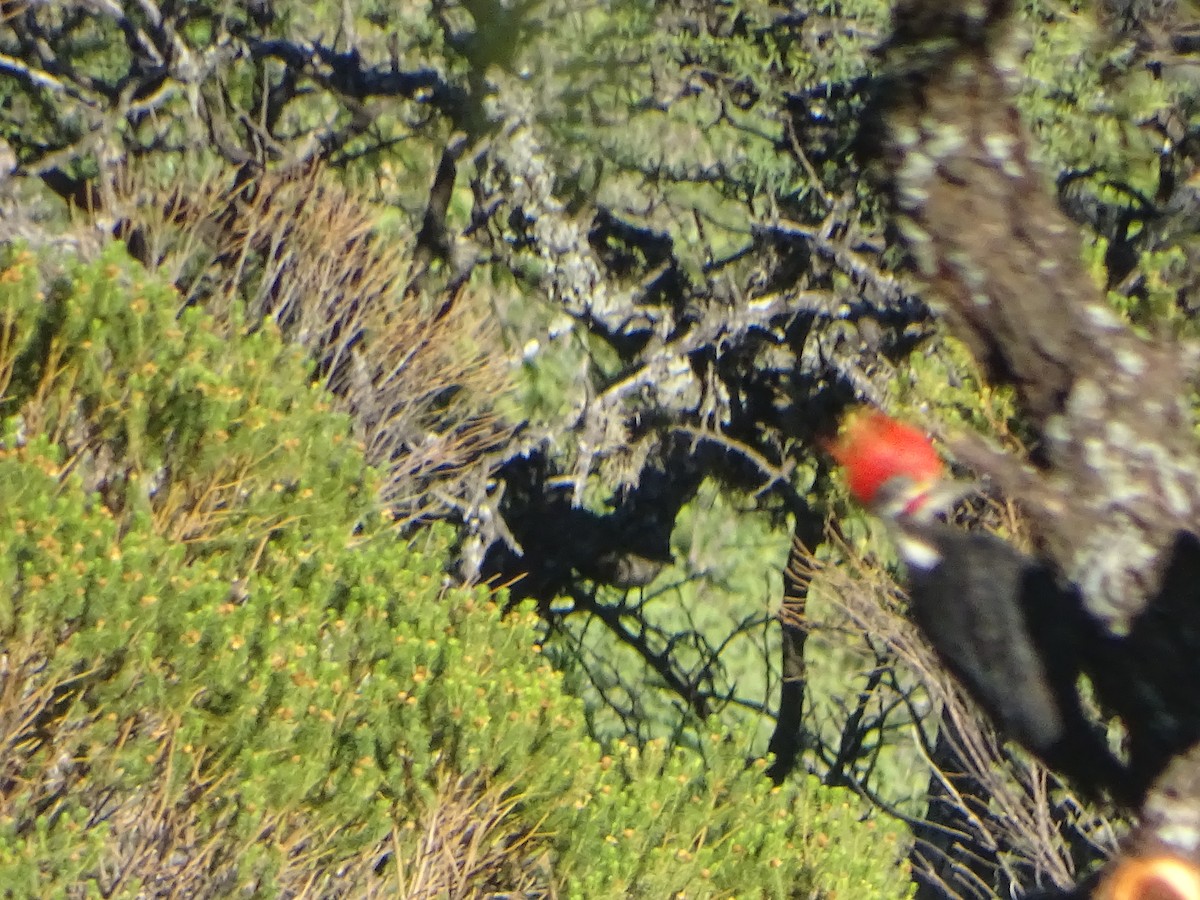 Black-bodied Woodpecker - ML525790881