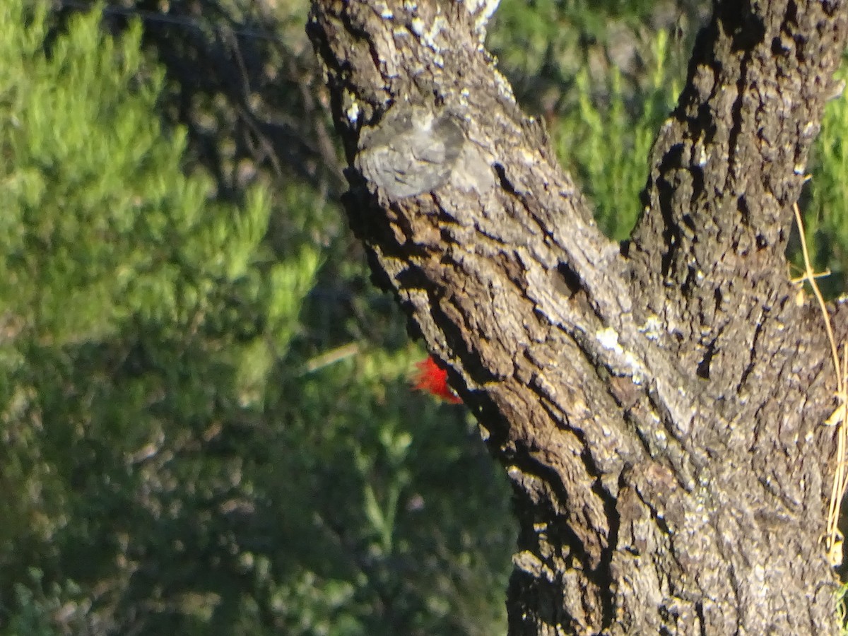 Black-bodied Woodpecker - ML525790891