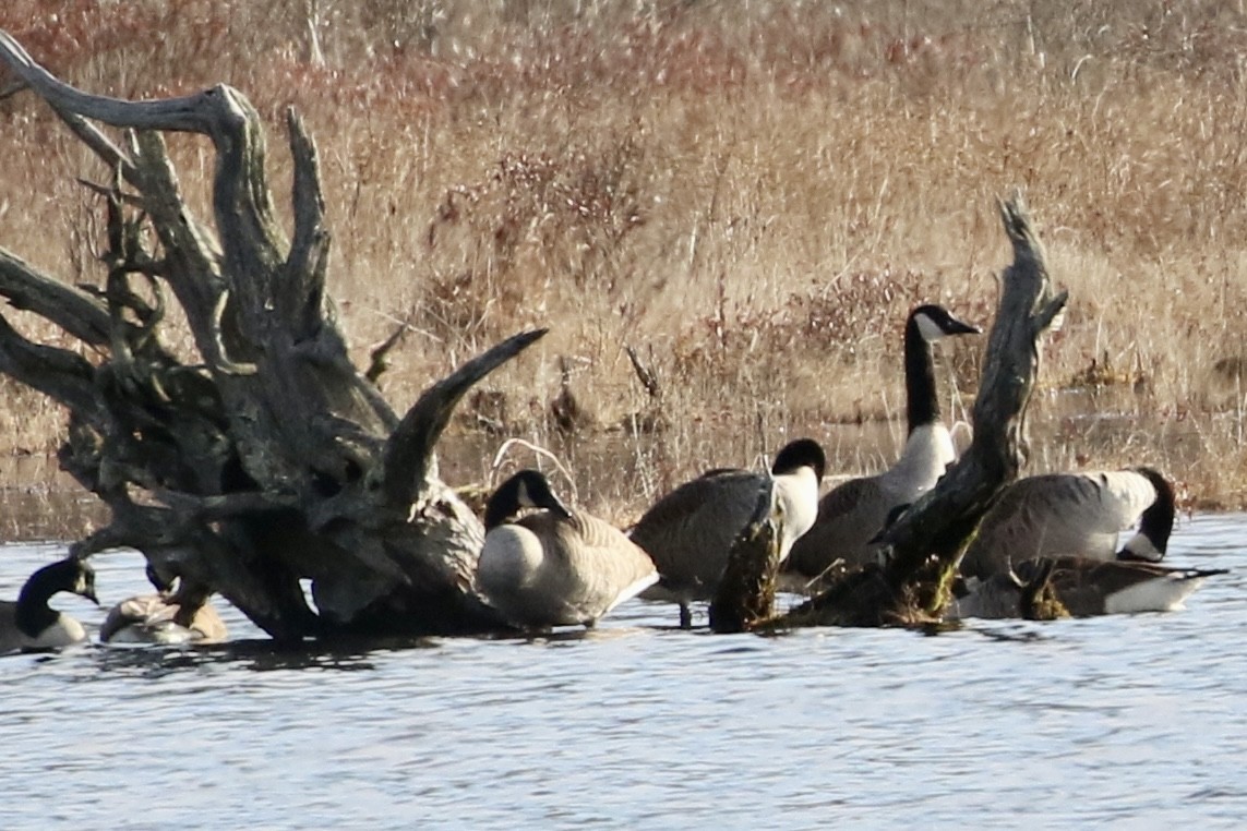 Canada Goose - ML525792531