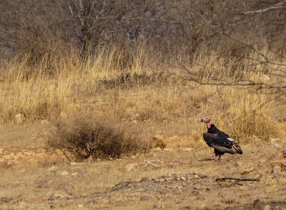 Red-headed Vulture - ML525793021