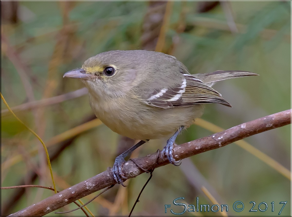 Thick-billed Vireo - Frank Salmon